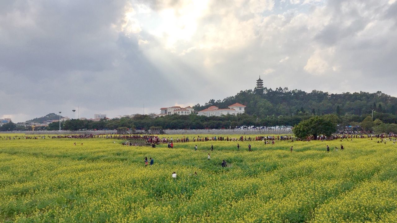 Scenic view of grassy field against sky