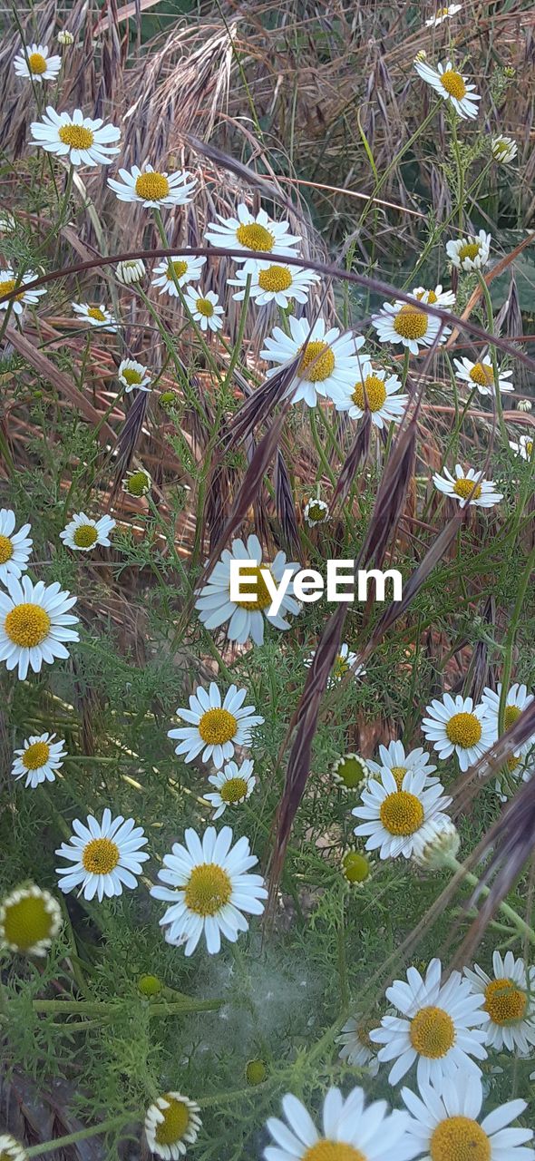 plant, flowering plant, flower, freshness, growth, beauty in nature, fragility, nature, meadow, white, no people, wildflower, daisy, petal, field, day, high angle view, flower head, land, close-up, inflorescence, outdoors, grass, yellow, botany, green, springtime, pollen