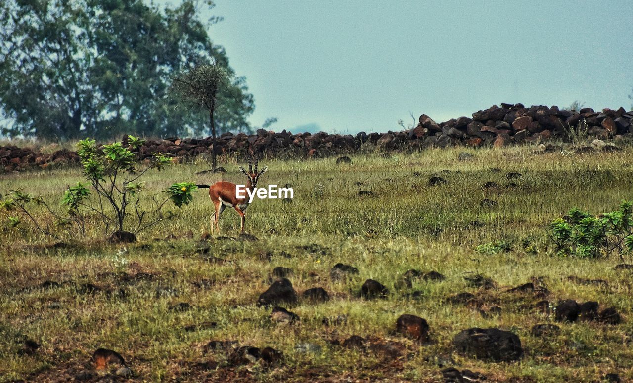 VIEW OF HORSE ON FIELD