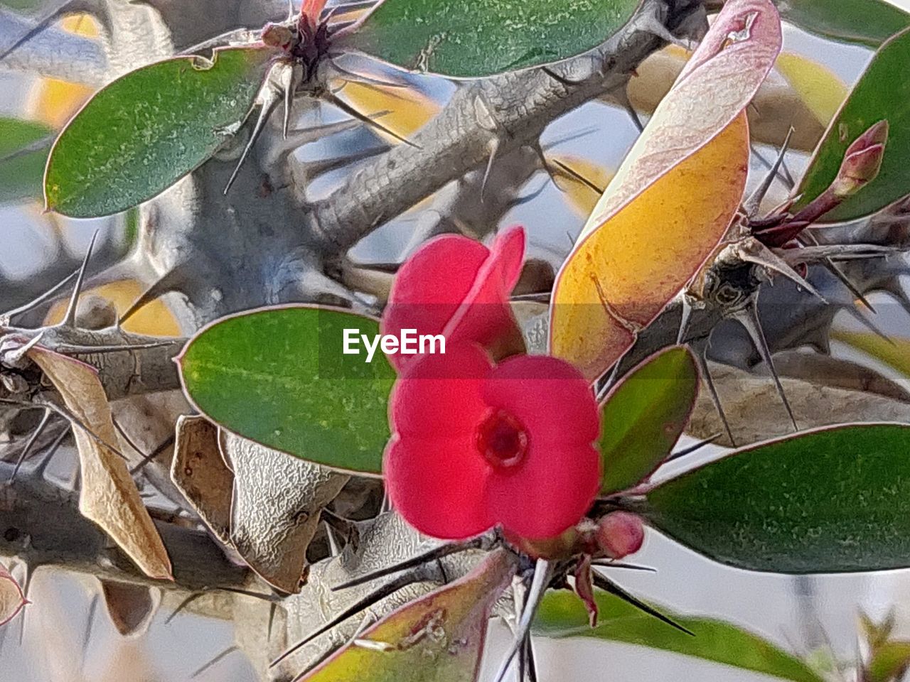 CLOSE-UP OF RED FRUITS ON TREE