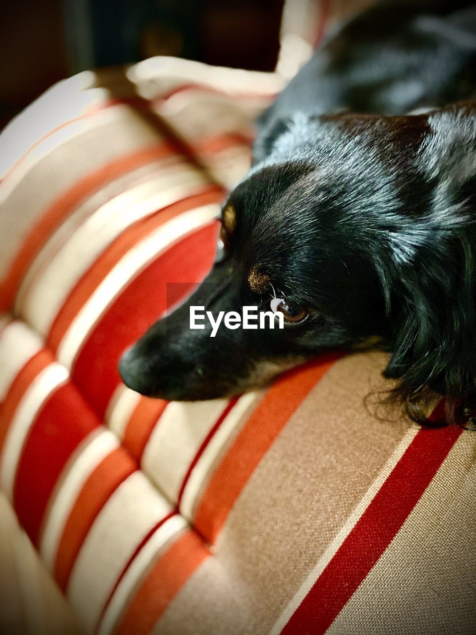 Close-up of dog looking away