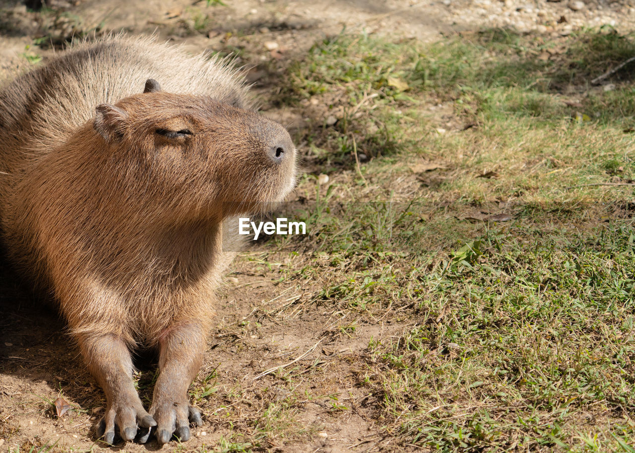 Close-up of a capybara on field