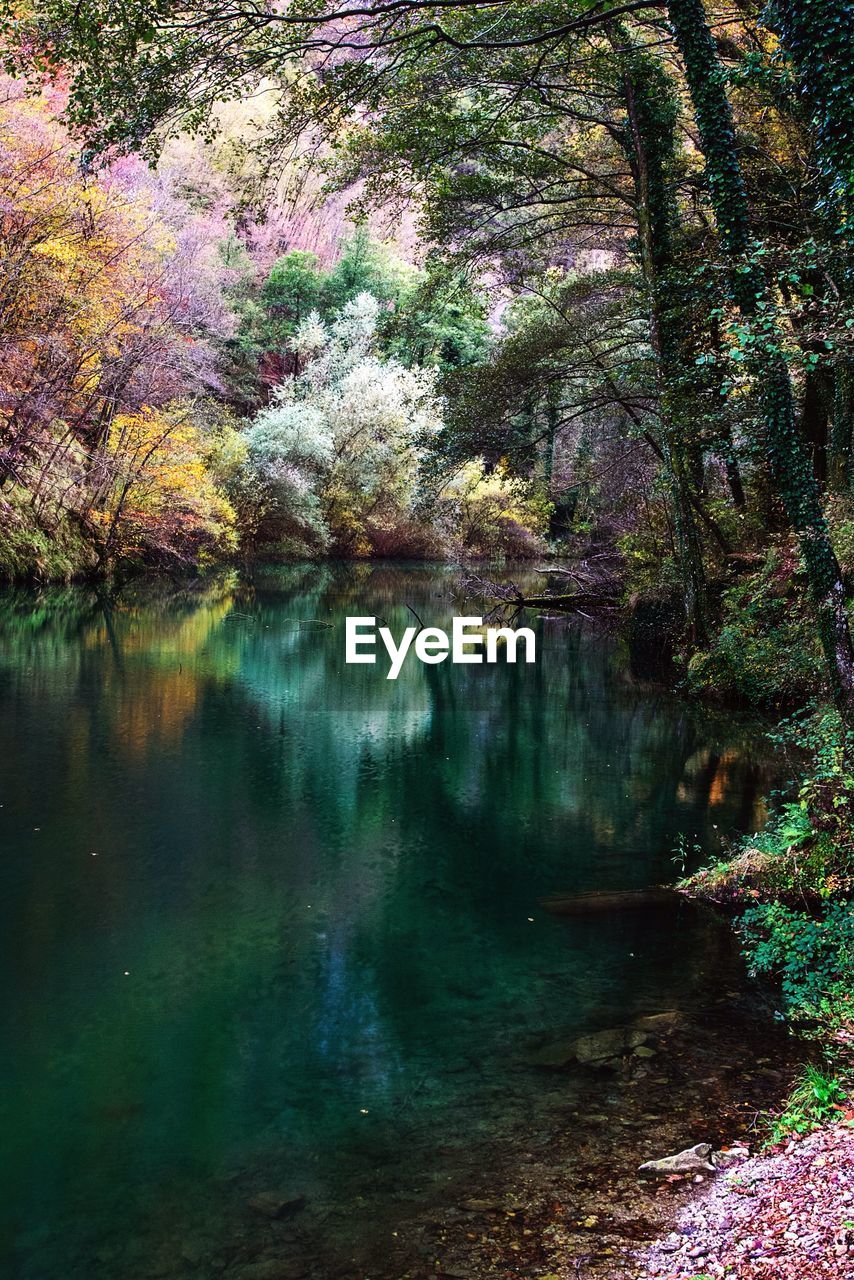 REFLECTION OF TREES ON WATER IN FOREST