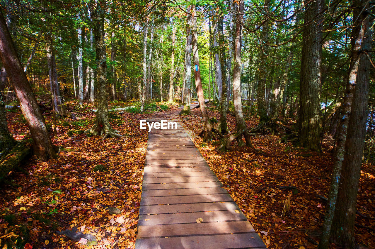 empty footpath amidst trees in forest