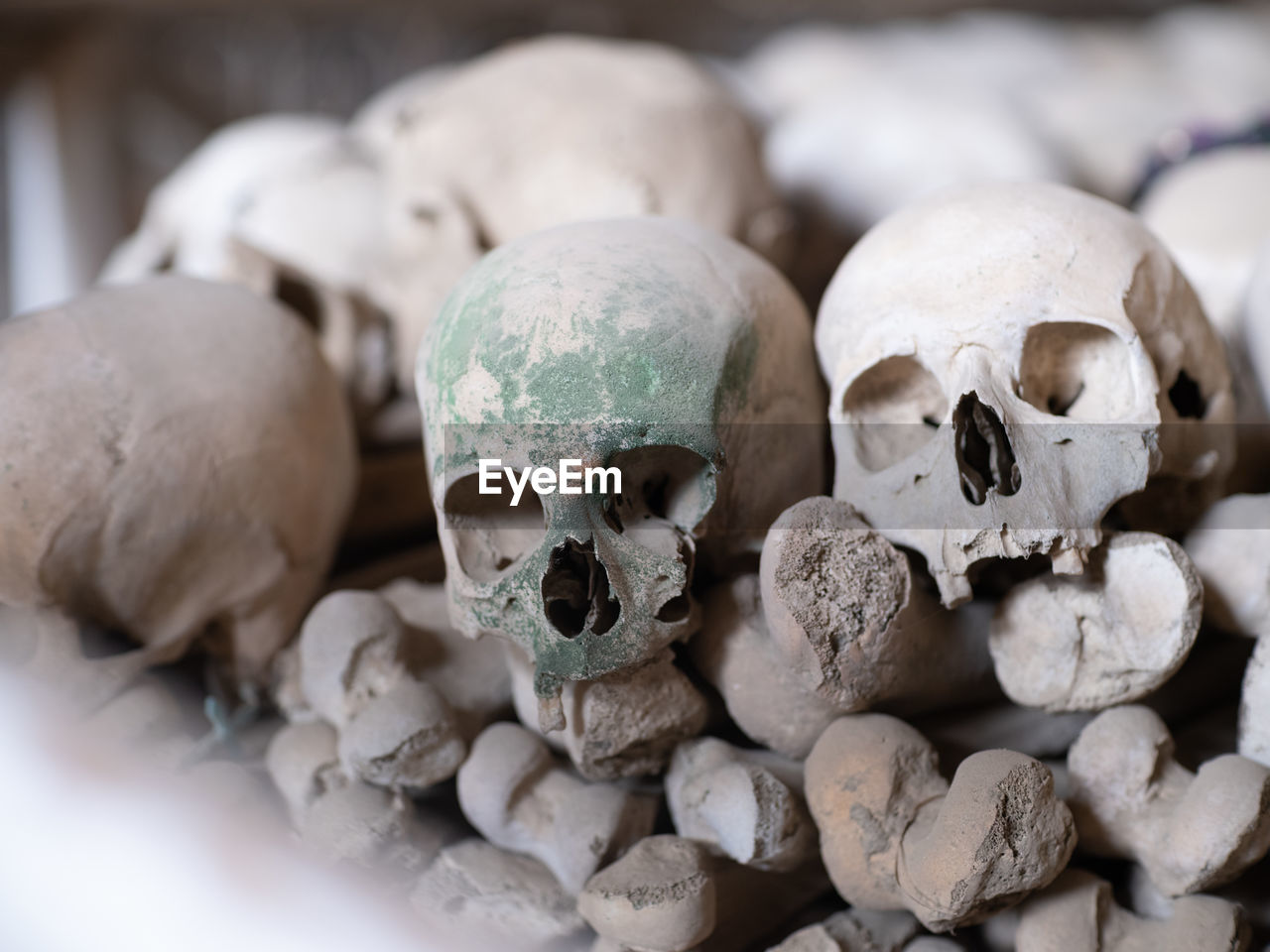 Close-up of human skulls