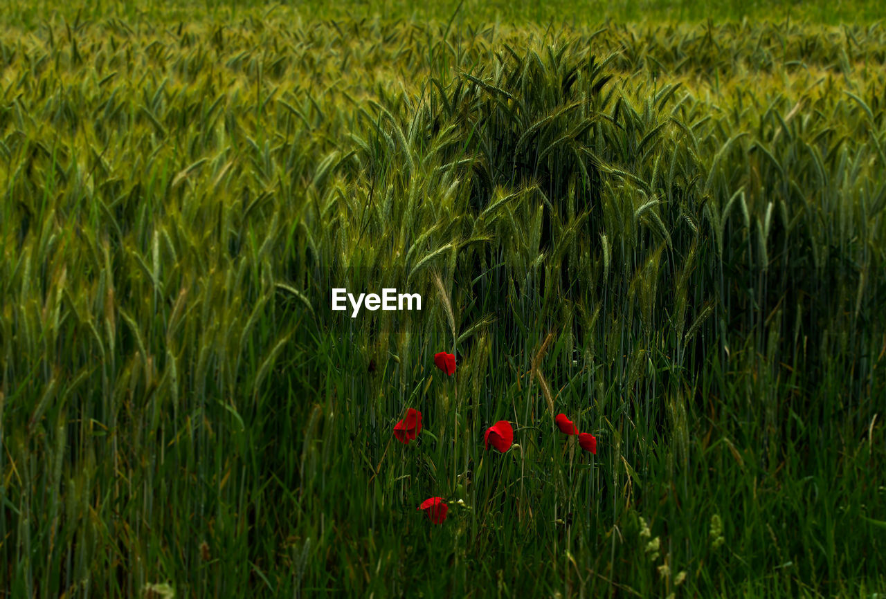 RED POPPY FLOWERS GROWING IN FIELD