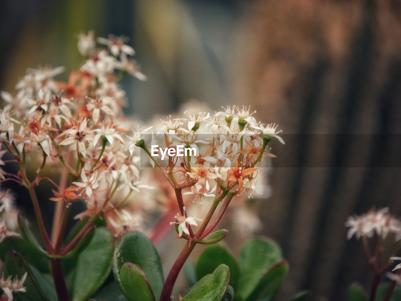 Close-up of white flowering sedum plant. dreamy soft colours of green, warm peach tones and white.