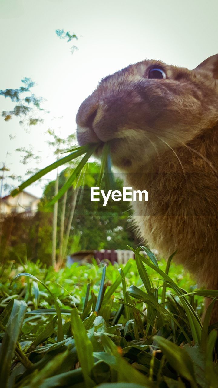 CLOSE-UP OF RABBIT ON GRASS