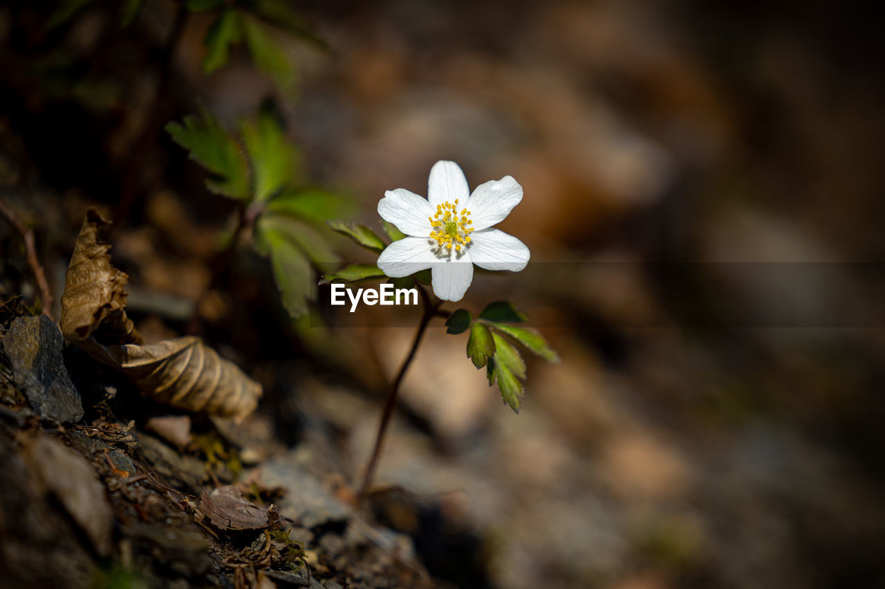 Close-up of white flowering plant