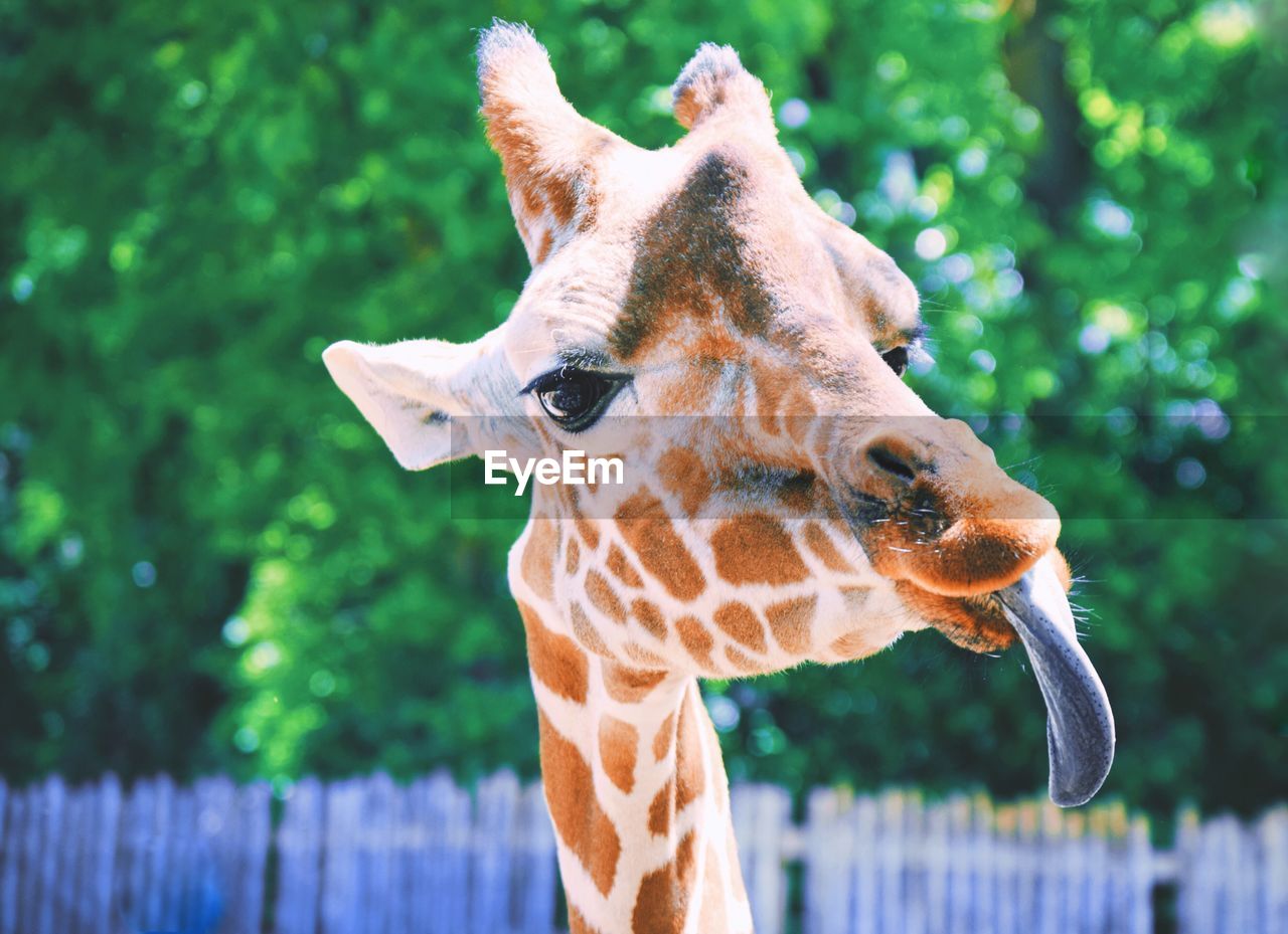 Close-up of giraffe against blurred trees