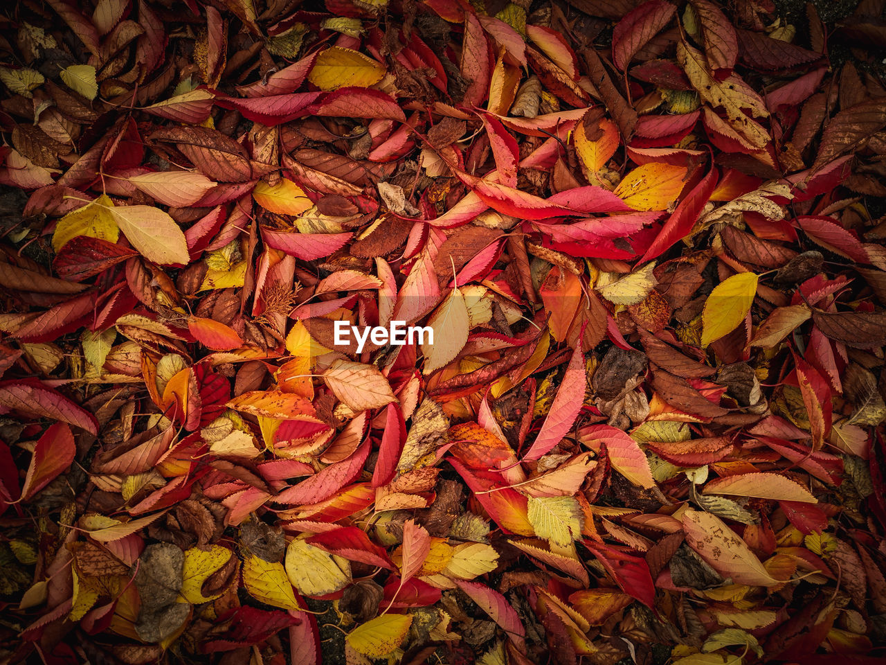 Full frame shot of red autumn leaves