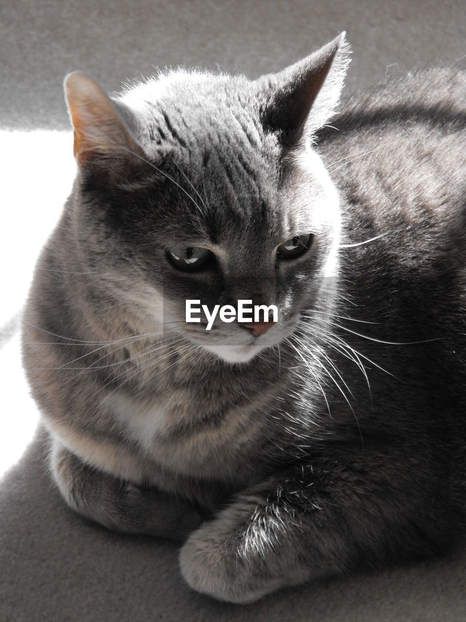 CLOSE-UP PORTRAIT OF CAT RELAXING ON FLOOR