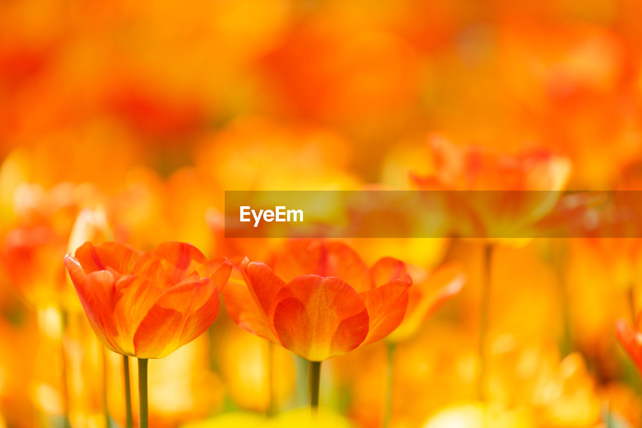 Close-up of orange tulips on field