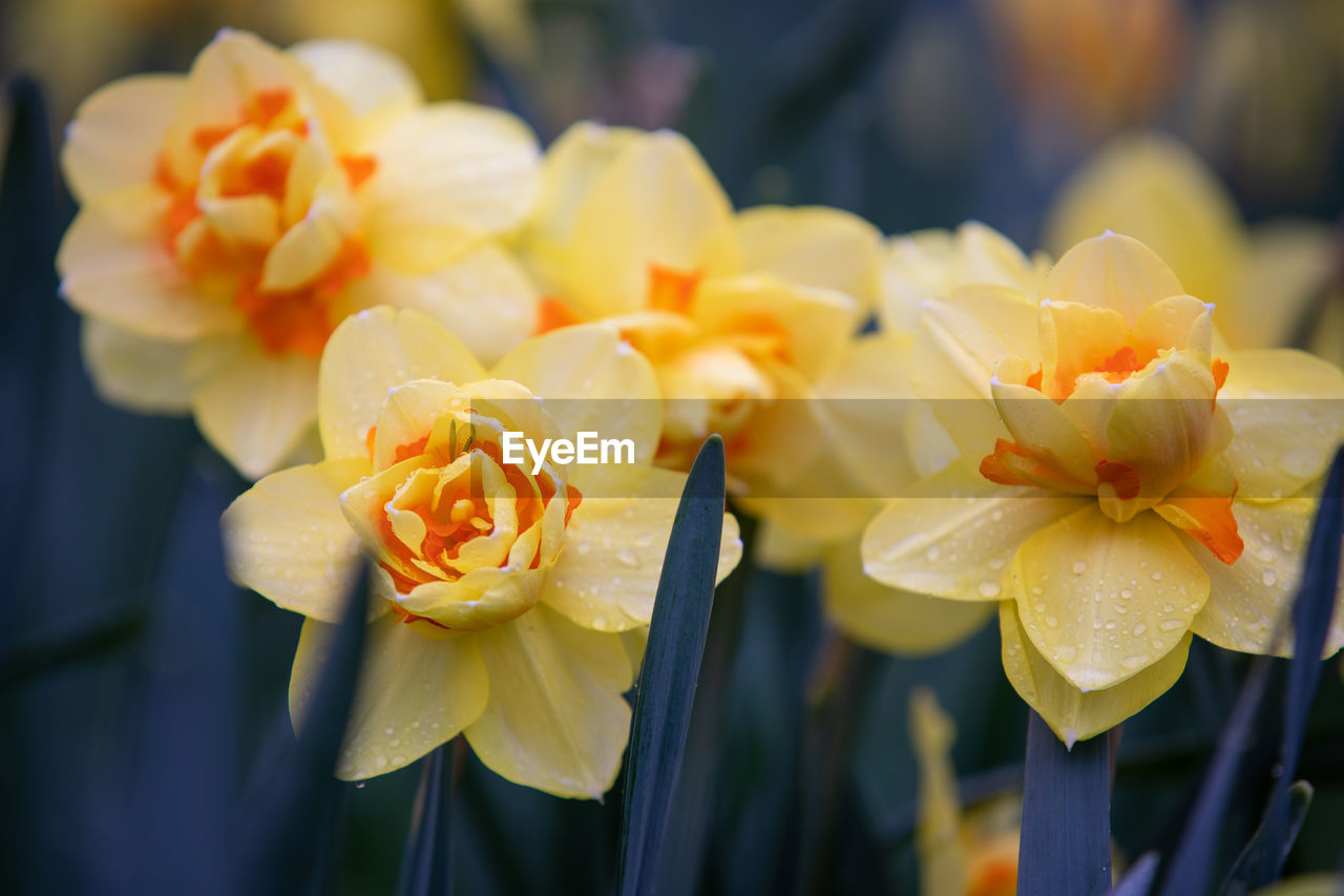 CLOSE-UP OF WET YELLOW FLOWERS