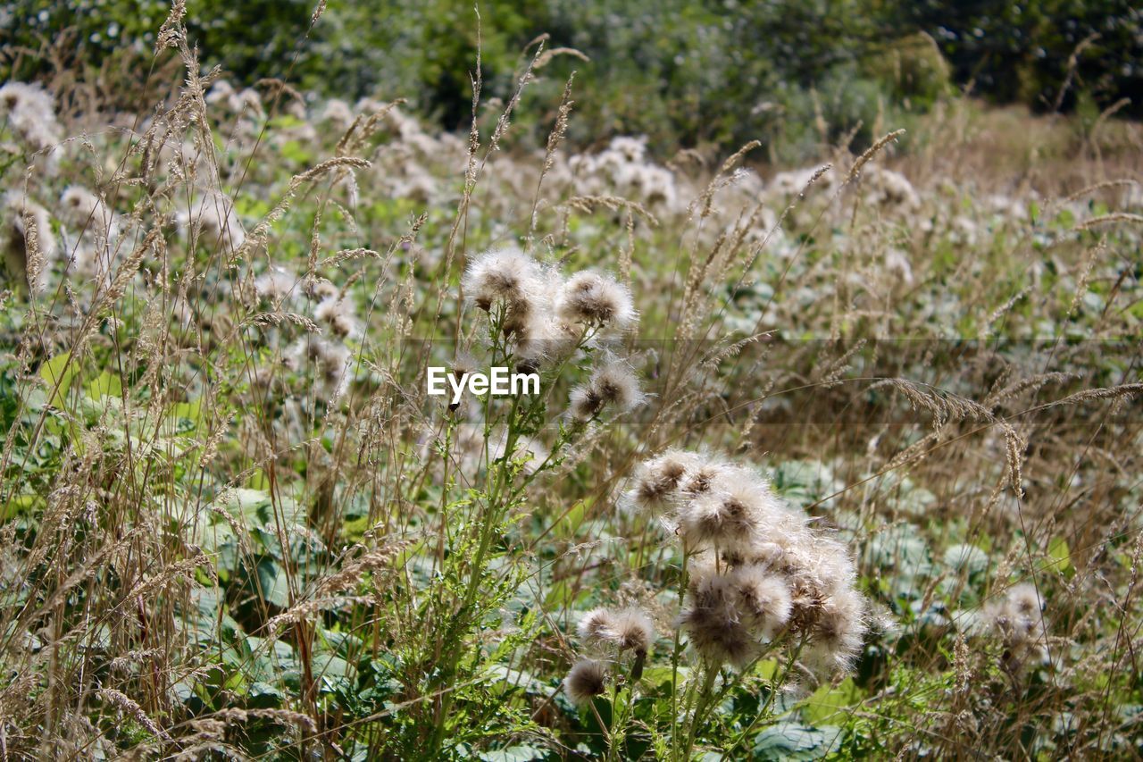Close-up of dandelion in field