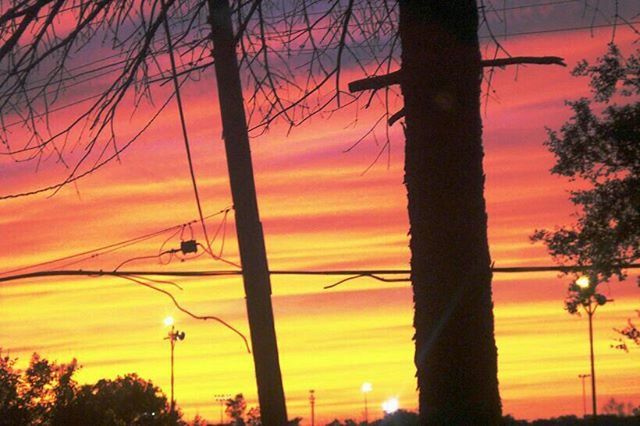 SILHOUETTE OF TREES AT SUNSET