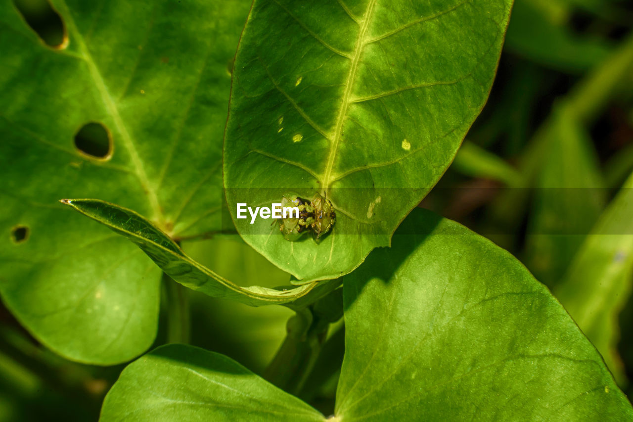 CLOSE-UP OF GREEN INSECT ON LEAF