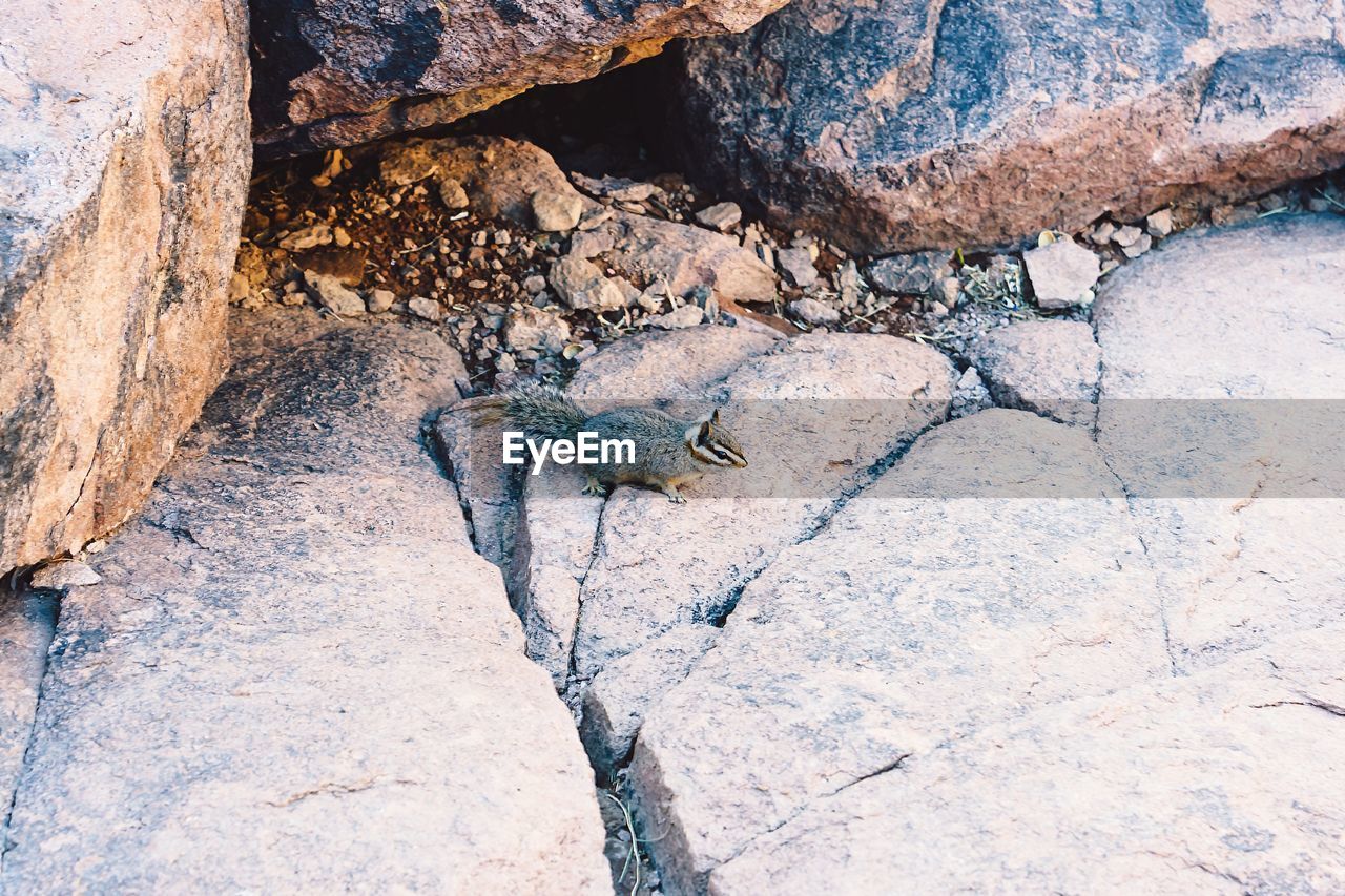 CLOSE-UP OF CRAB ON ROCK