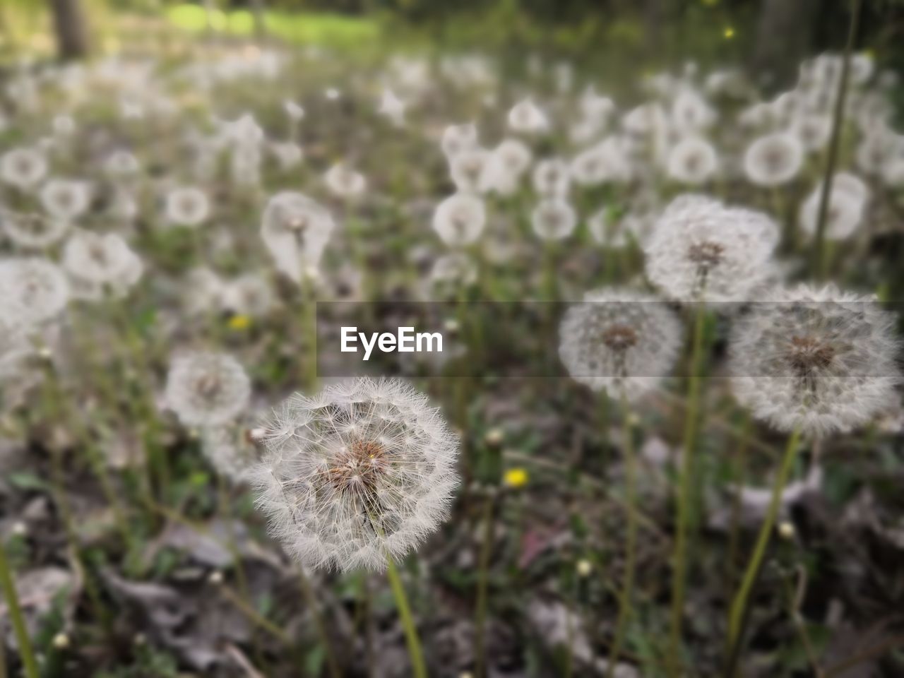 CLOSE-UP OF DANDELION AGAINST WHITE WALL