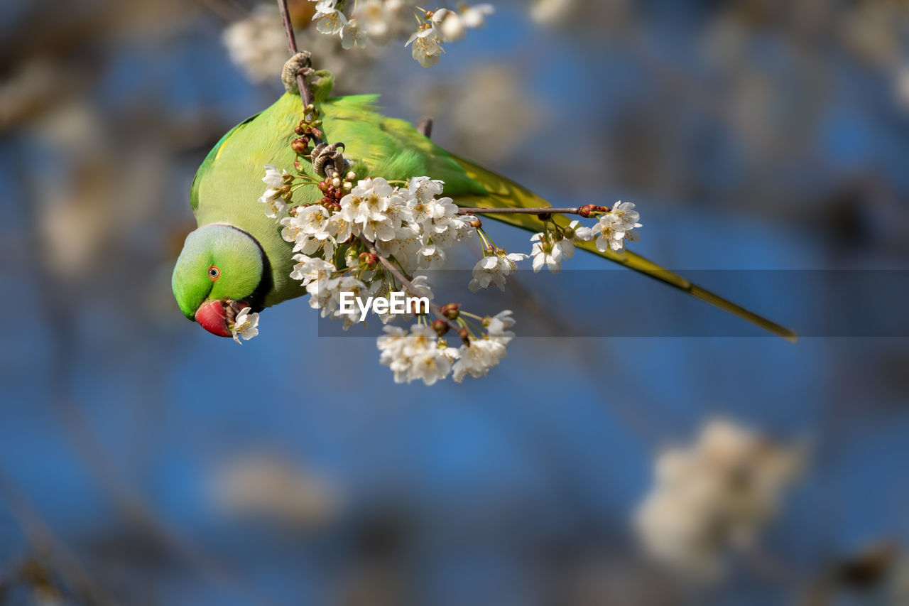 CLOSE-UP OF INSECT ON PLANT