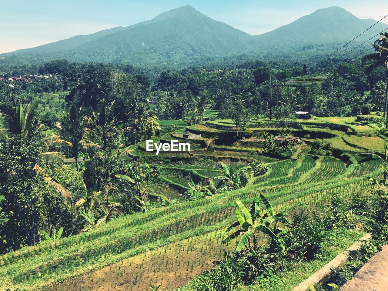 High angle view of agricultural field