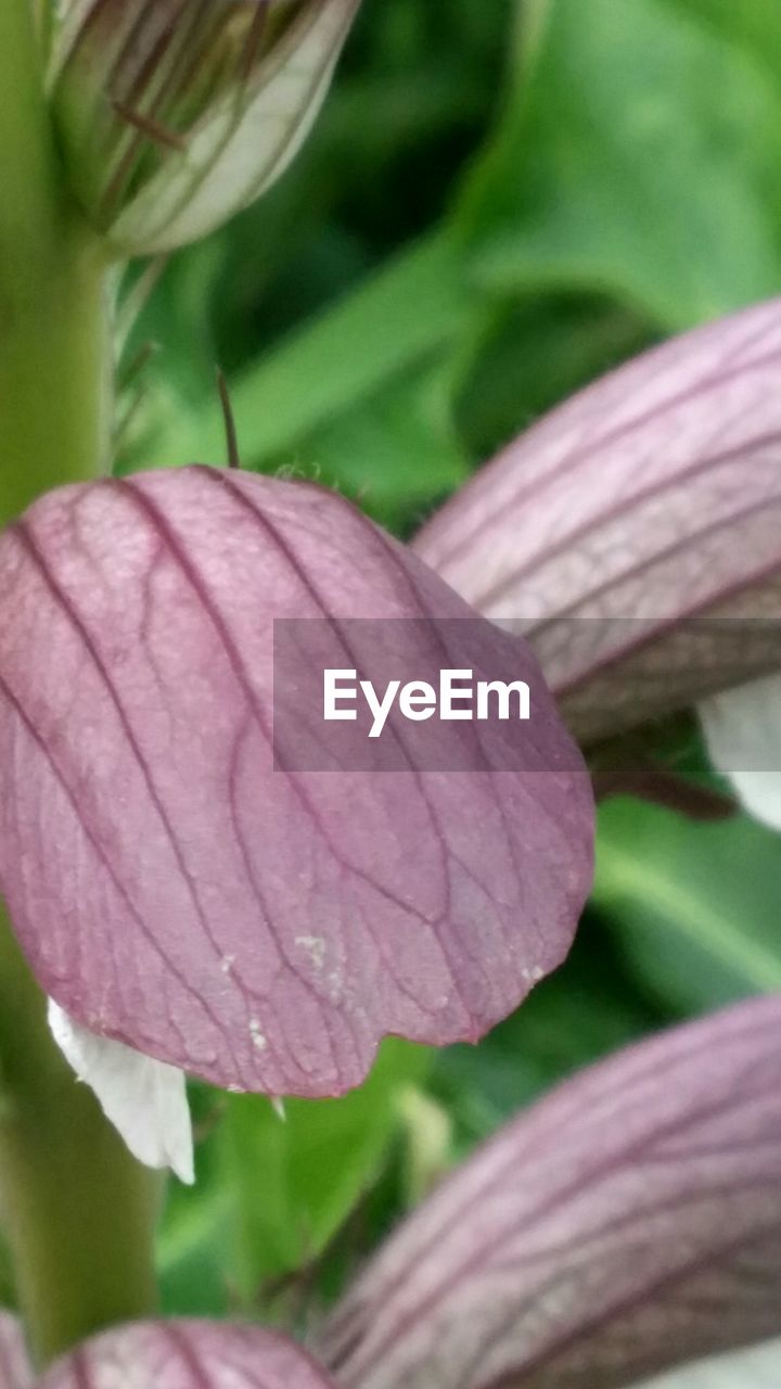 CLOSE-UP OF PINK FLOWERS