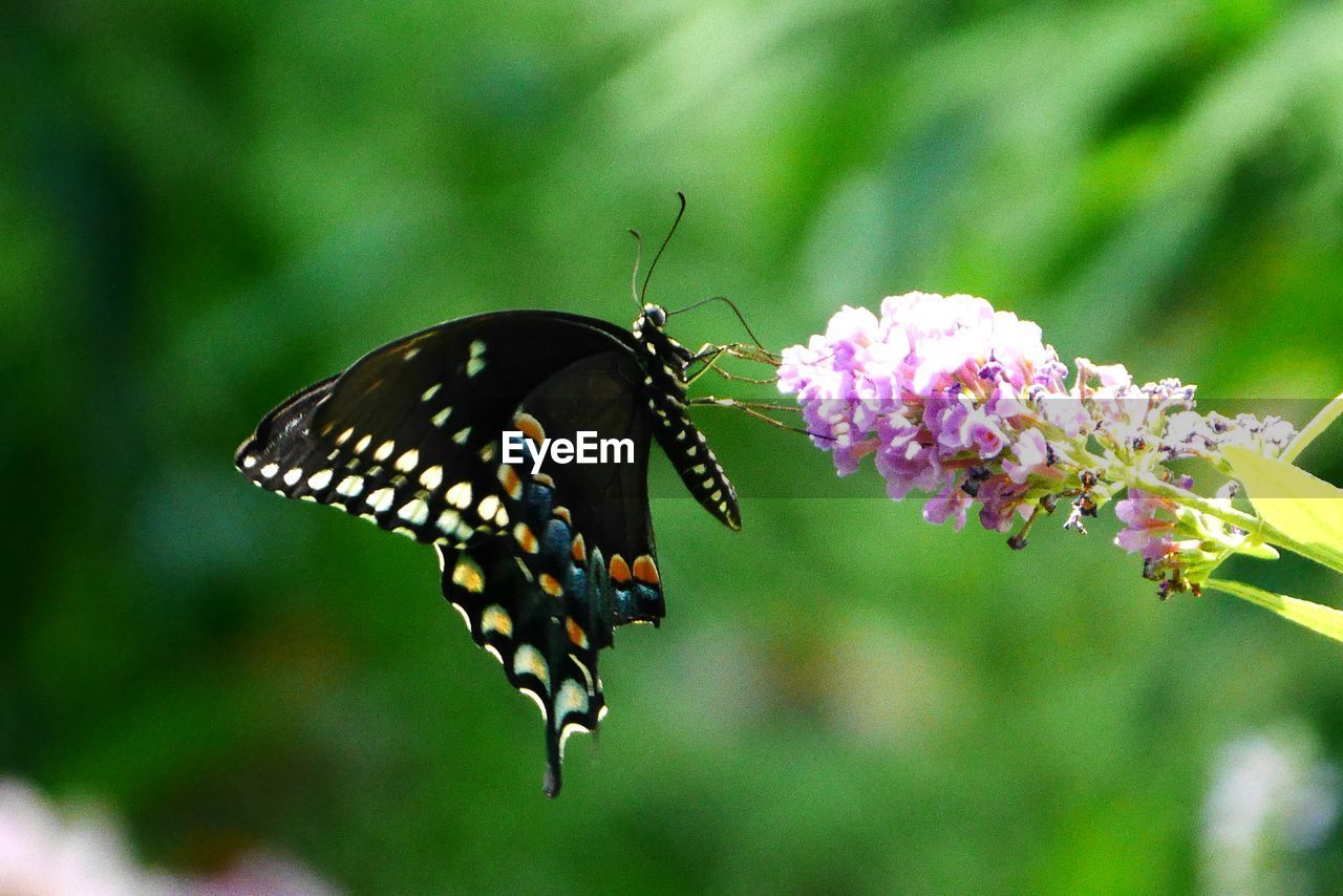 CLOSE-UP OF BUTTERFLY POLLINATING ON FLOWER