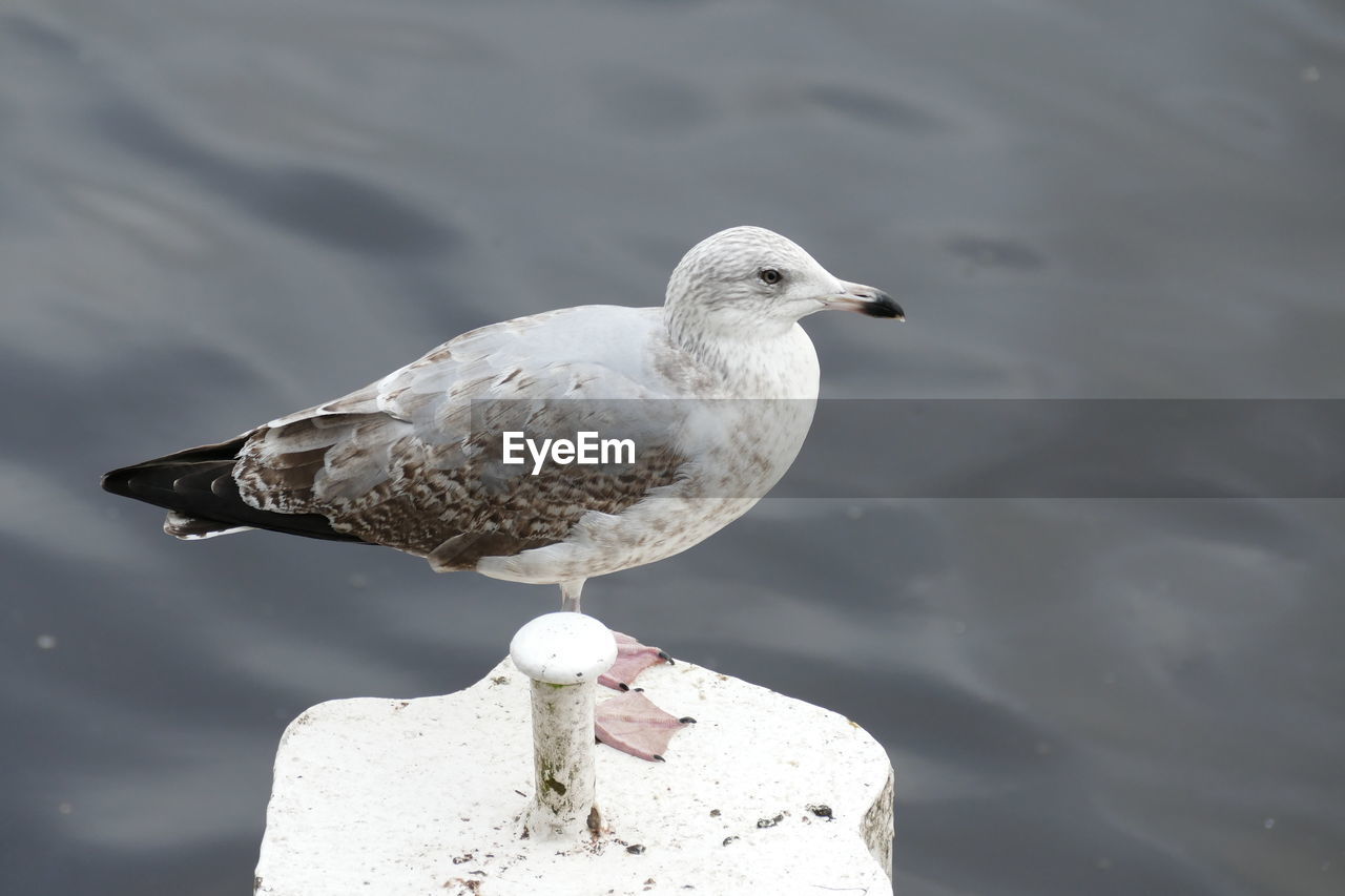 CLOSE-UP OF SEAGULL PERCHING OUTDOORS