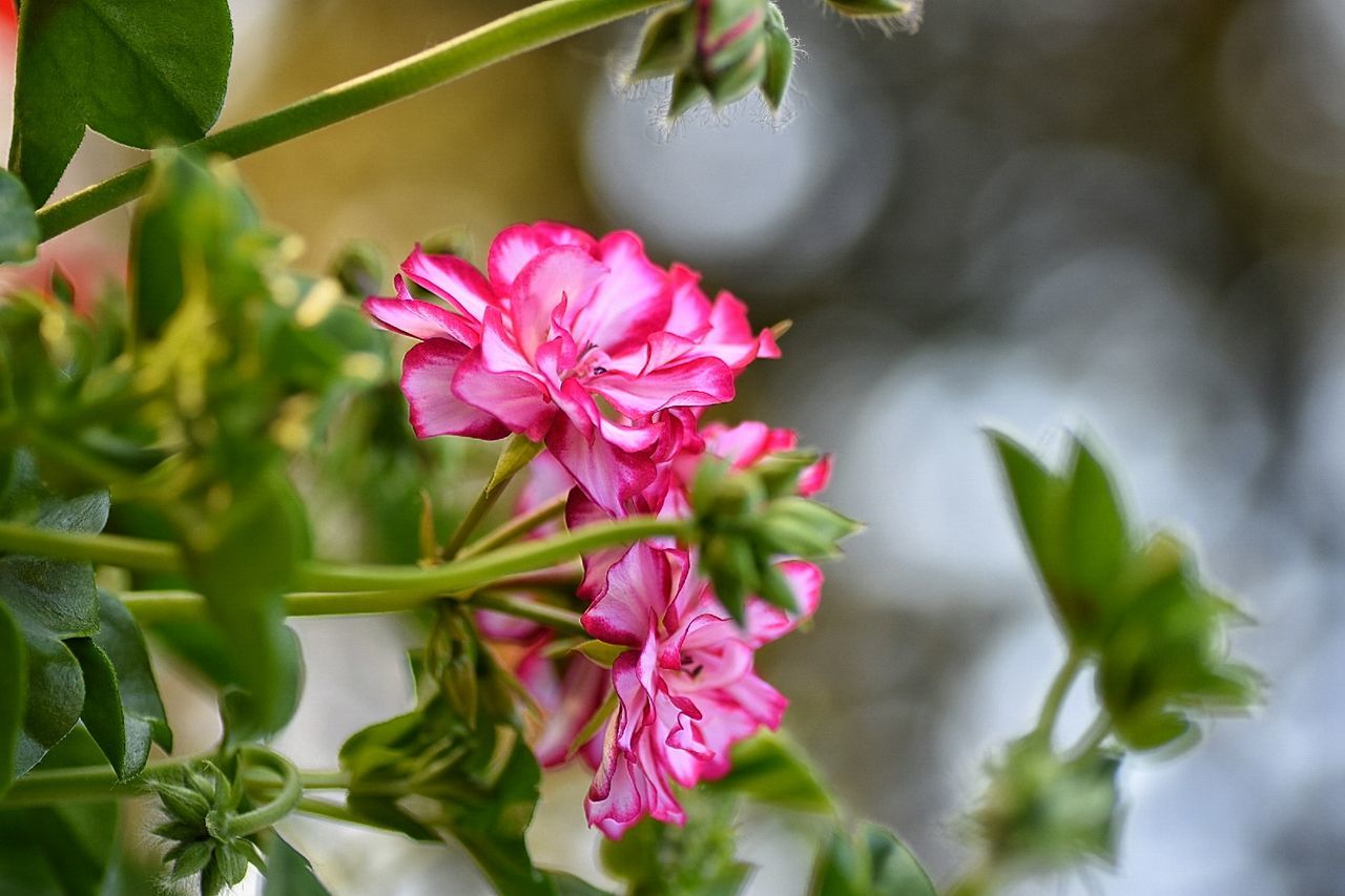 Close-up of pink flowers blooming outdoors