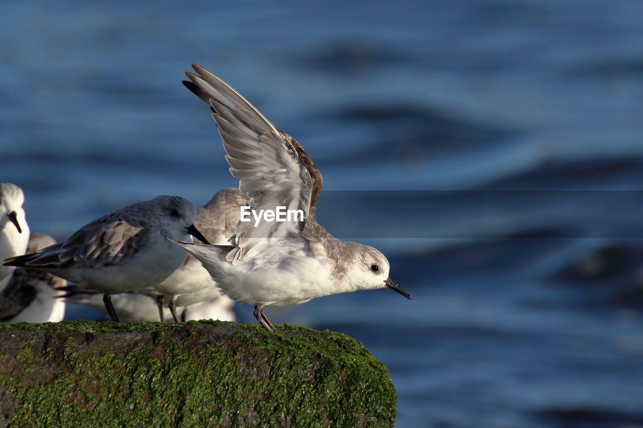 SEAGULLS FLYING OVER SEA SHORE