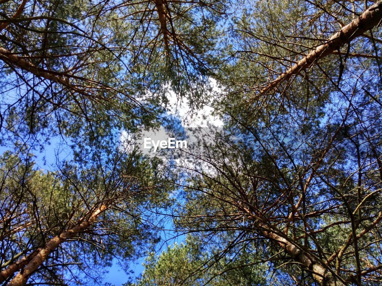 LOW ANGLE VIEW OF TREES AGAINST SKY