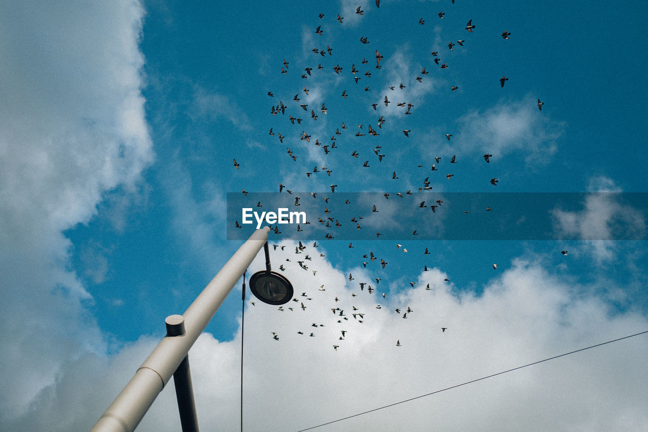 sky, blue, cloud, flying, animal, animal themes, bird, flock of birds, wildlife, large group of animals, flock, animal wildlife, group of animals, nature, low angle view, mid-air, wind, line, motion, no people, sunlight, day, outdoors, technology