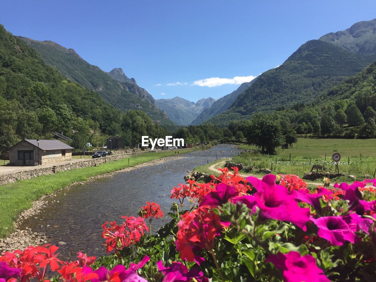 FLOWERS BLOOMING ON FIELD BY MOUNTAIN AGAINST CLEAR SKY