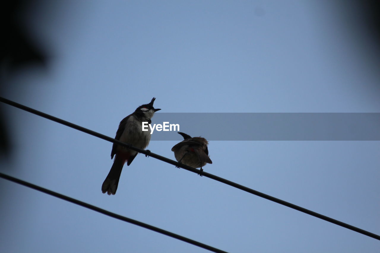 LOW ANGLE VIEW OF BIRDS ON CABLE AGAINST SKY