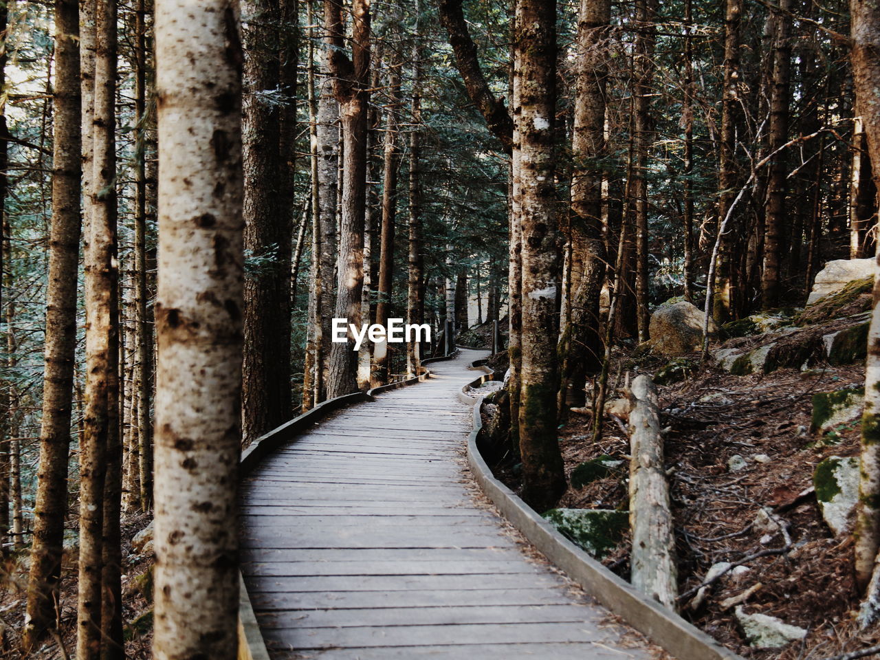 Boardwalk amidst trees in forest