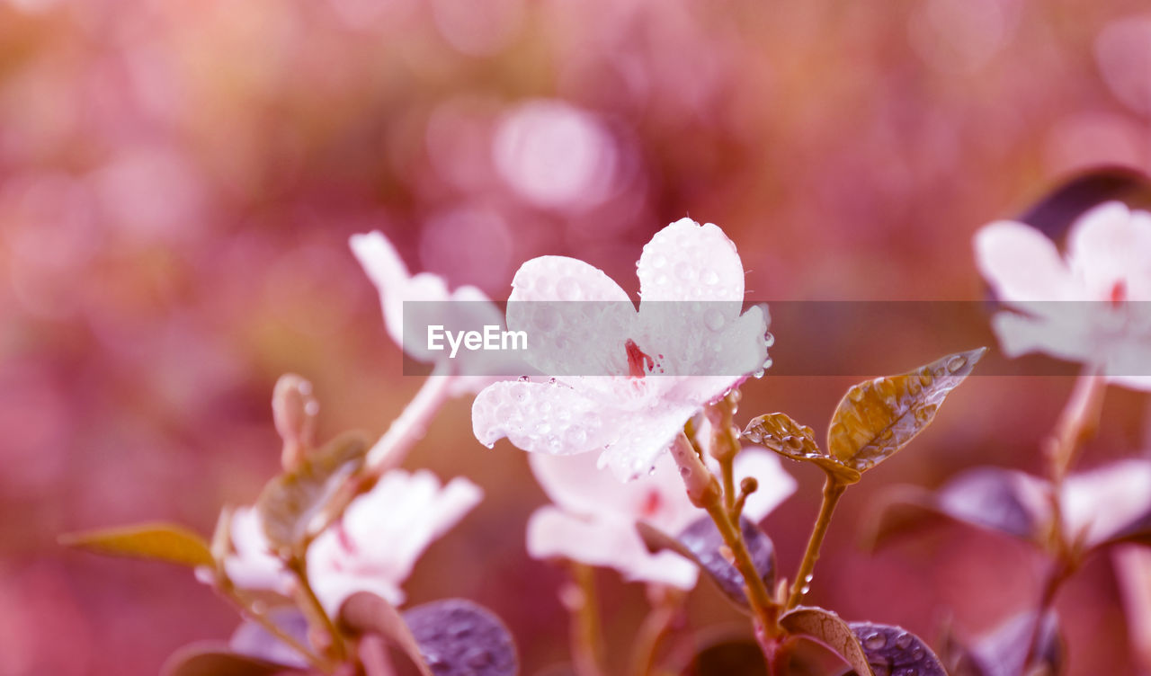 CLOSE-UP OF PINK FLOWER PLANT