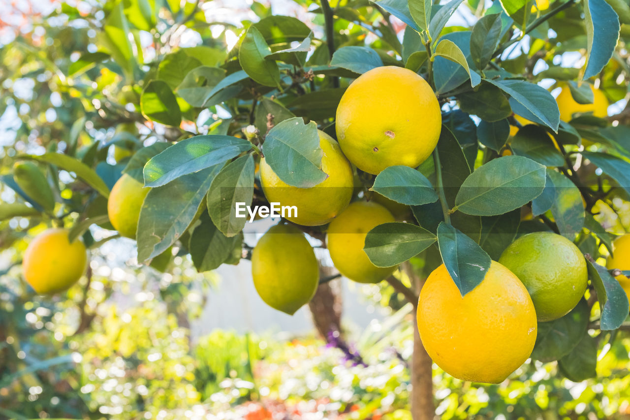 Closeup of lemon tree in garden