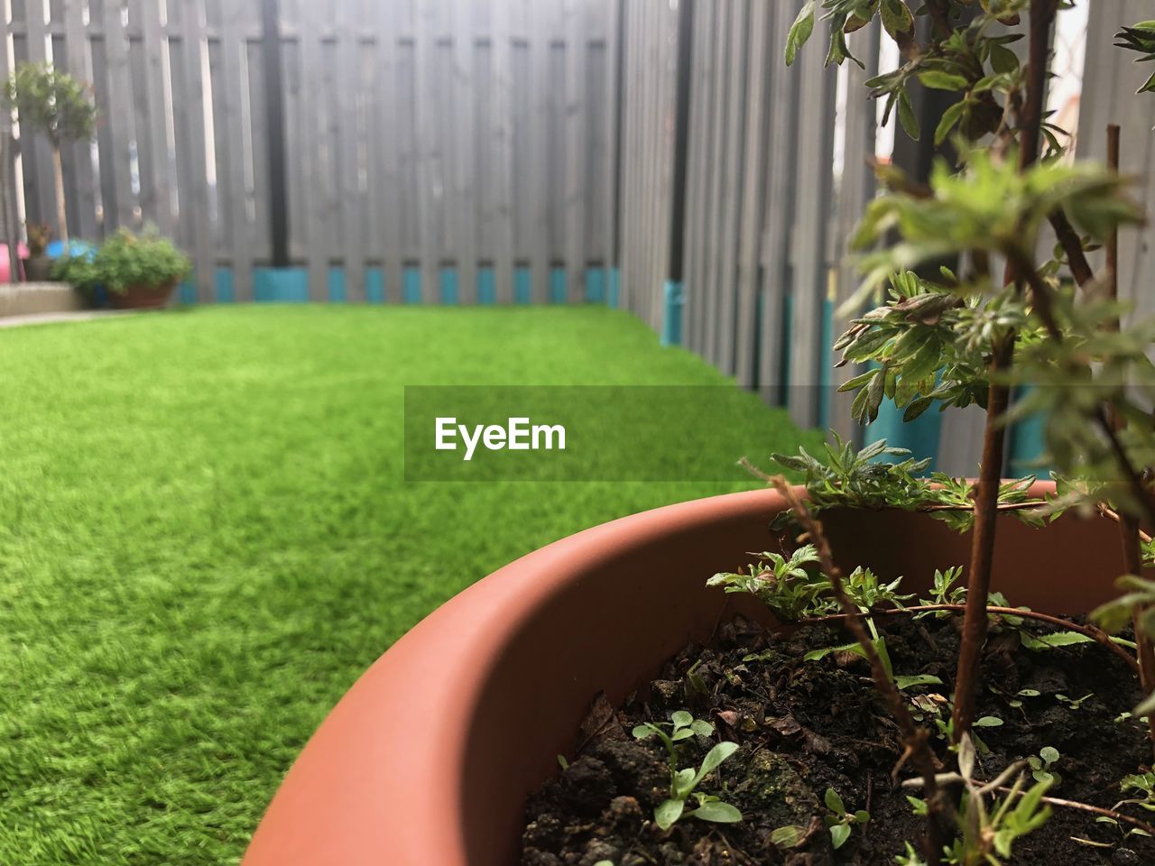 VIEW OF SMALL PLANT IN GARDEN