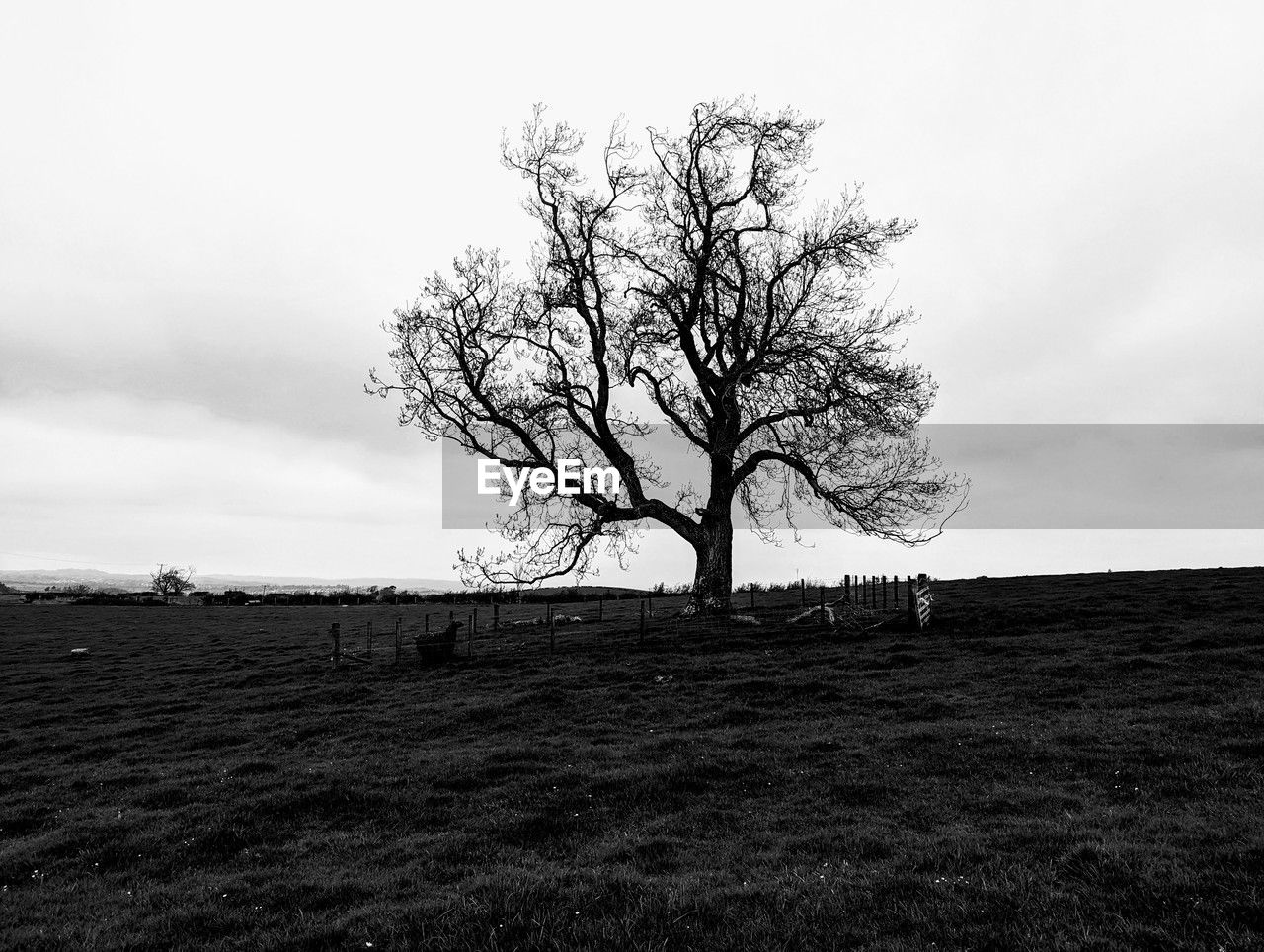 sky, plant, tree, landscape, environment, black and white, land, nature, field, monochrome, bare tree, cloud, tranquility, beauty in nature, monochrome photography, scenics - nature, horizon, tranquil scene, no people, grass, non-urban scene, outdoors, rural scene, hill, single tree, day, silhouette, horizon over land, rural area, remote, branch