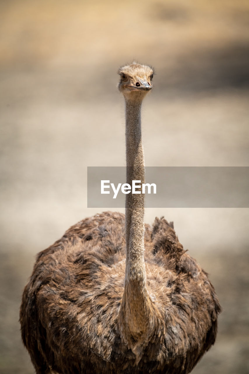 Close-up of female common ostrich facing camera