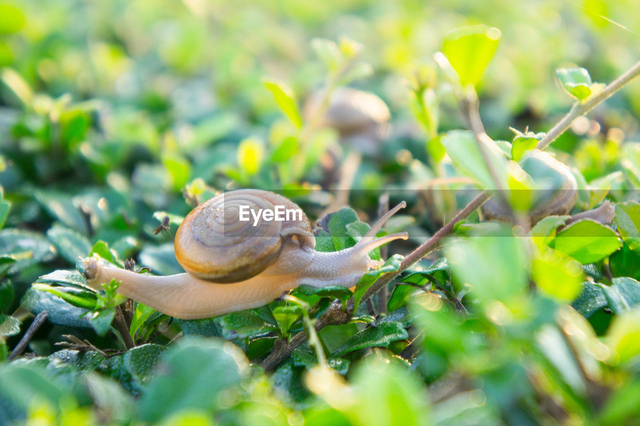 CLOSE-UP OF SNAIL ON GREEN LEAVES