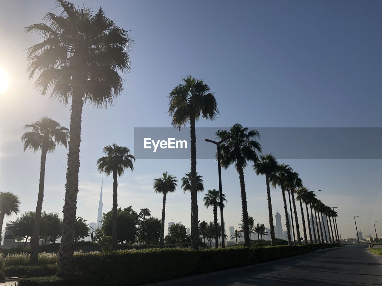 PALM TREES AGAINST CLEAR SKY