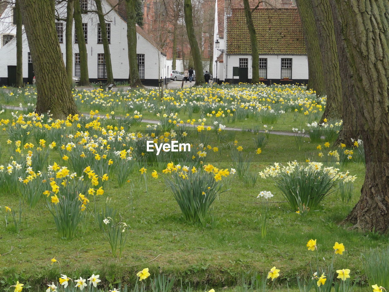 Flowering plants on field