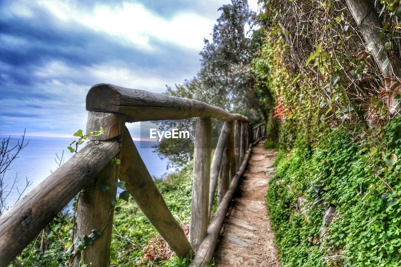 FOOTPATH LEADING TOWARDS TREES