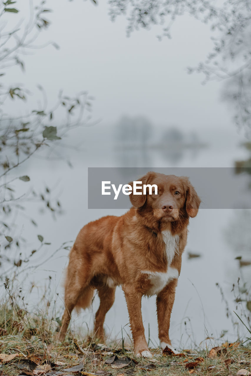 Brown nova scotia duck tolling retriever on the lake shore. blurred landscape on background. 