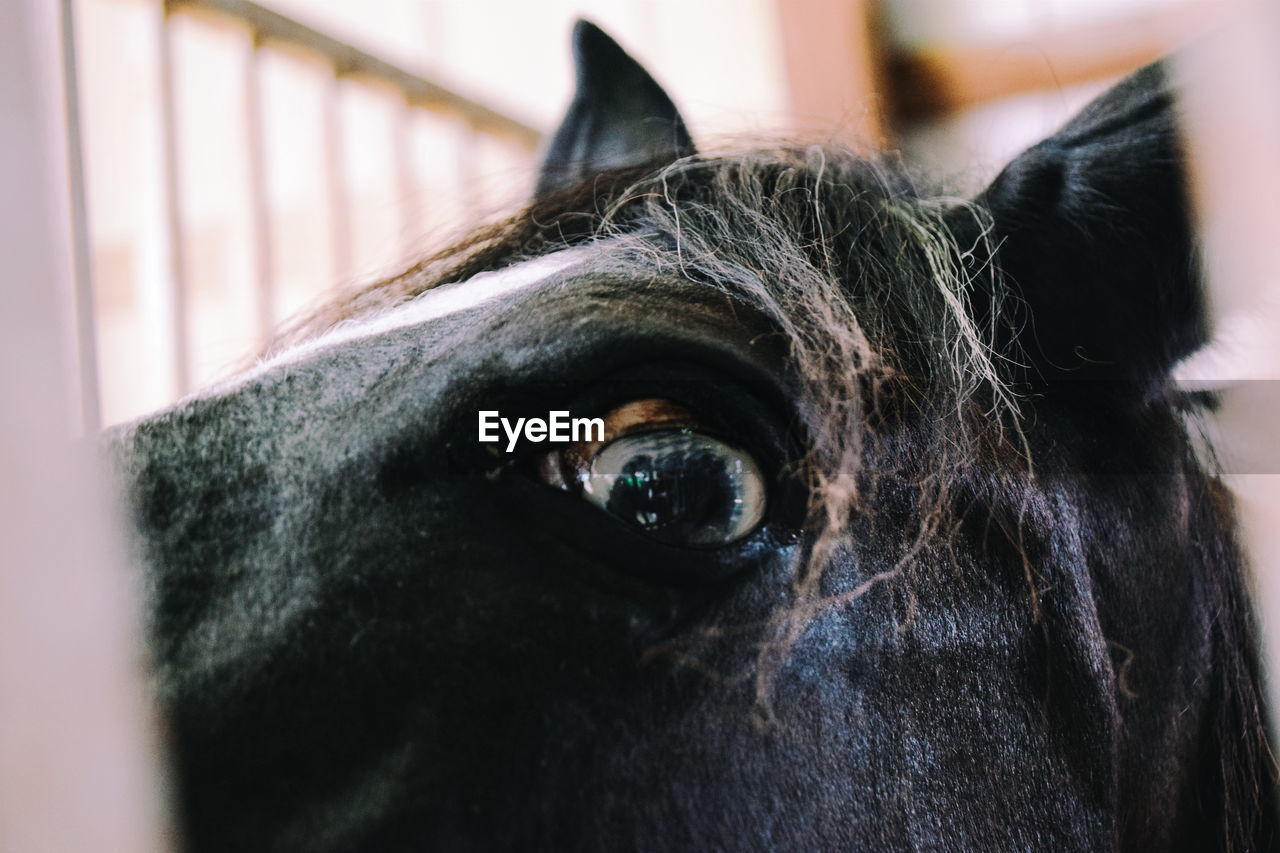 EXTREME CLOSE UP OF HORSE