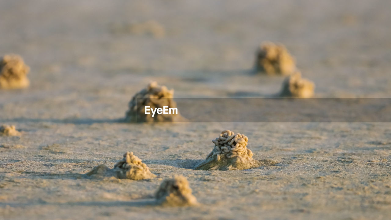 VIEW OF CRAB ON SAND