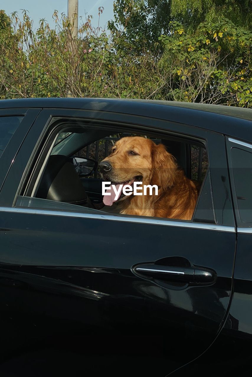 DOG SITTING IN CAR YARD