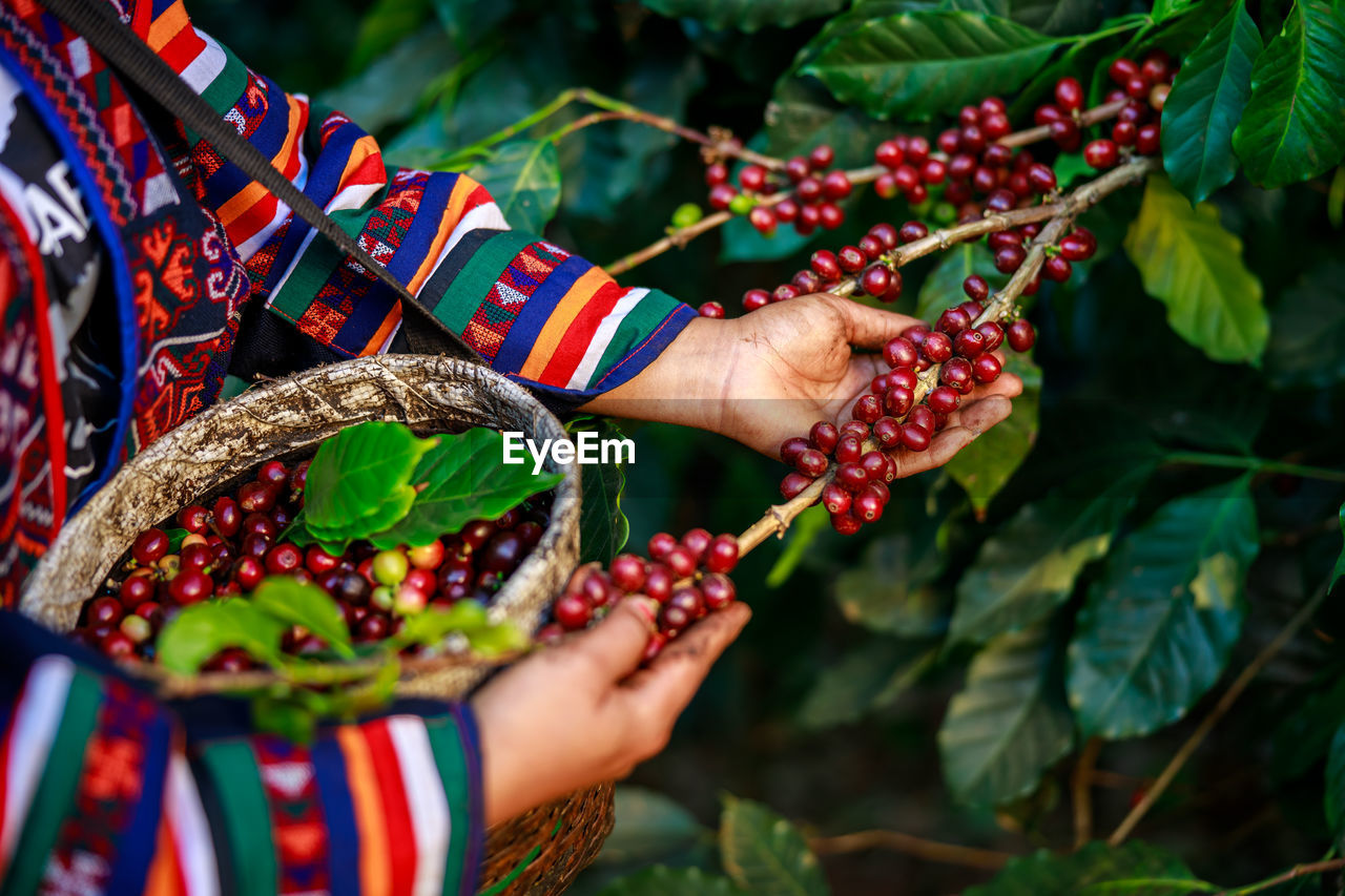  woman farmer picking raw coffee beans 