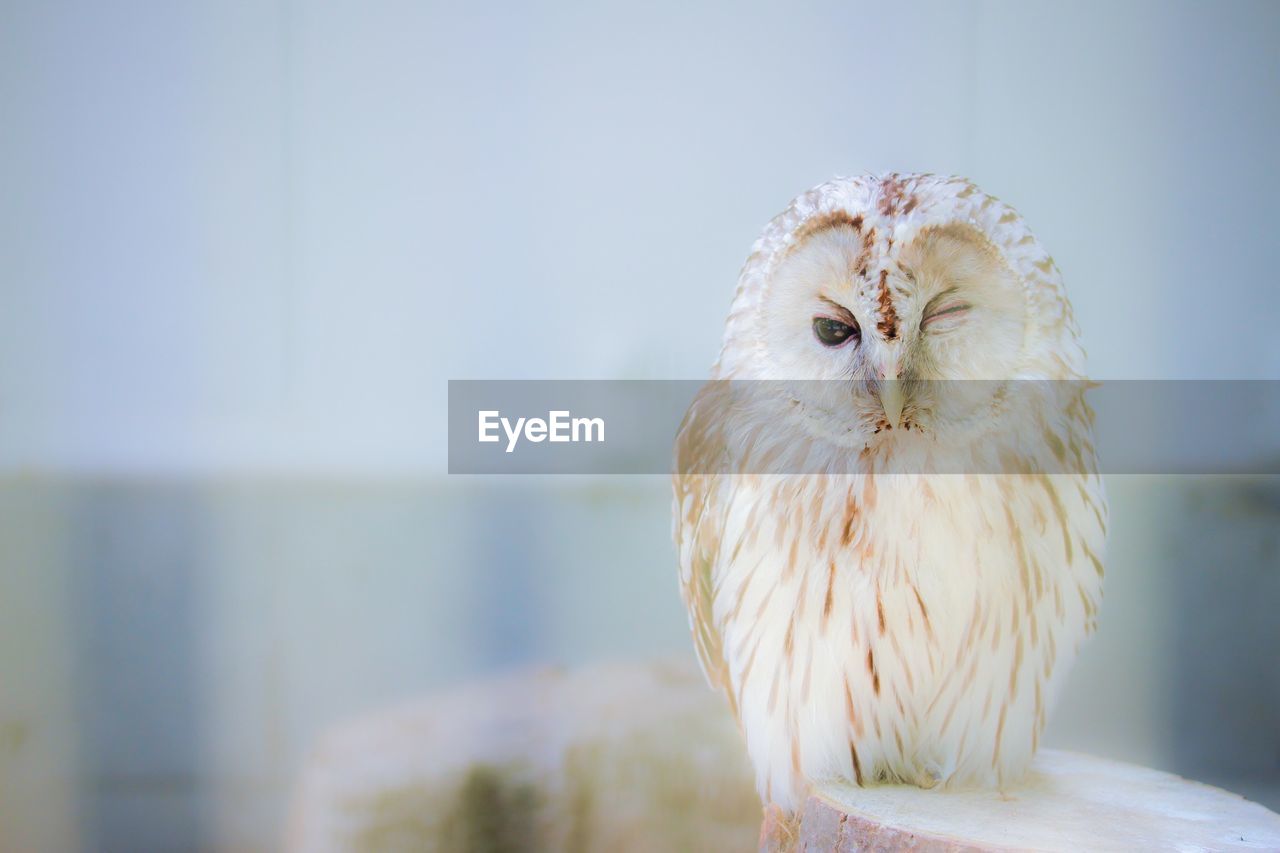 Portrait of snowy owl perching on wooden post against sky